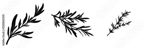 A sprig of rosemary with slender leaves is depicted in silhouette on a white background