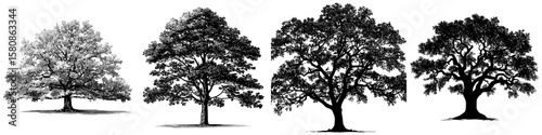 This image depicts the silhouette of a white oak tree, also known as Quercus alba, showcasing detailed foliage and branching structure in a modern clipart illustration design