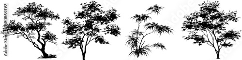 This image shows the silhouette of a Japanese maple, also known as Acer palmatum, highlighting its decorative leaves in a modern clipart style
