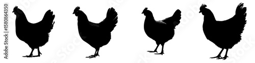 This image depicts a black silhouette of a chicken, complete with a visible comb and tail, and is also known as poultry or a domestic bird, referred to here as the White Chicken Silhouette, in a