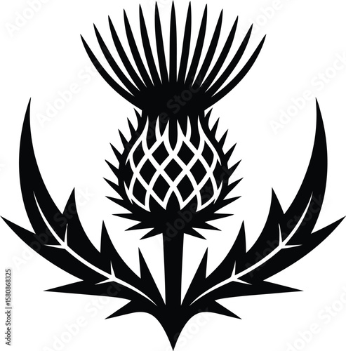 Black thistle silhouette plant flower