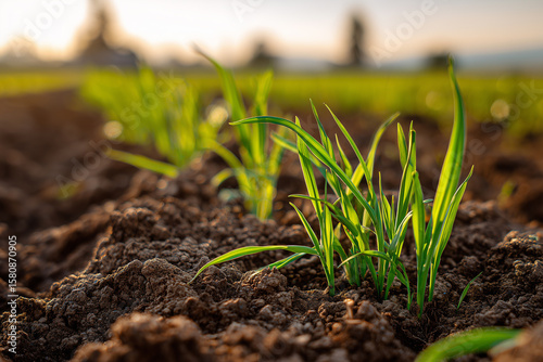 Vibrant young wheat seedlings emerging from rich soil at sunrise showing early stage agricultural development in open field