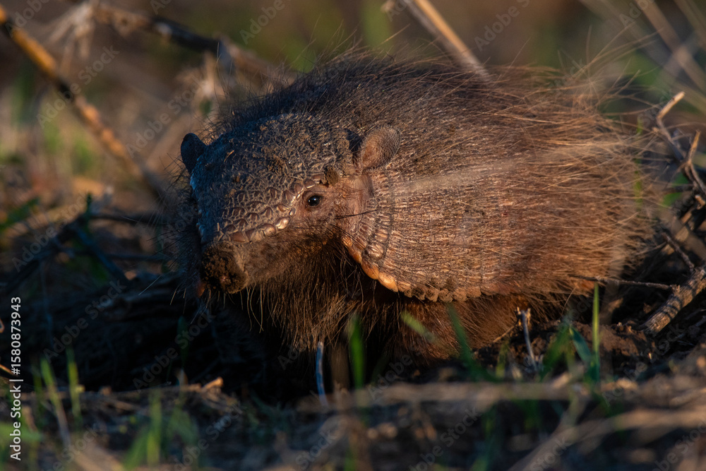 Obraz premium Armadillo in Pampas countryside environment, La Pampa Province, Argentina.