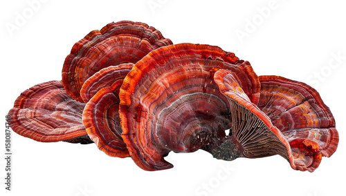 Ganoderma lucidum mushrooms placed on a white background.