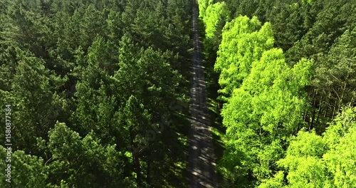Aerial view of road and green forest at spring, Poland.