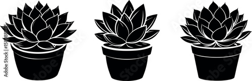 Three potted succulent plants in a simple black and white vector
