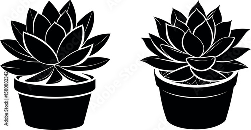 Two potted succulent plants in black and white vector illustration