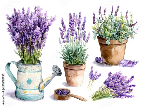 Fototapeta Naklejka Na Ścianę i Meble -  Rustic lavender arrangements in wooden boxes, pots and glass jars on watercolor style