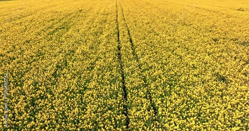 Tractor tracks on yellow rape flowers in countryside.