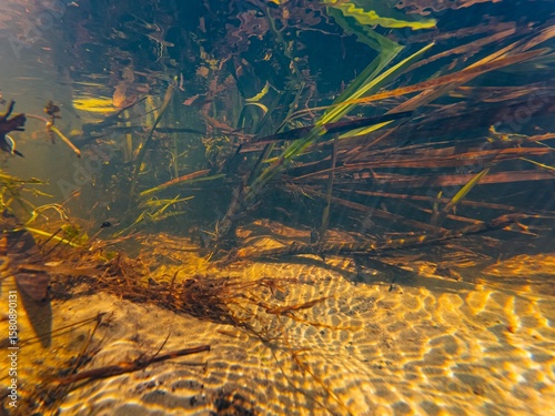 water spring, Berula and bulrush marsh plant stem submersed, low visibility leaf litter organic pollution, sun ray play in fast flow shallow sandy riverbed, surface wave ripple, river Buher in Lityn