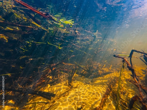 Berula and bulrush marsh plant stem submersed, water spring course, poor visibility leaf litter organic pollution, sun ray play in fast flow shallow sandy riverbed, wave ripple, river Buher in Lityn