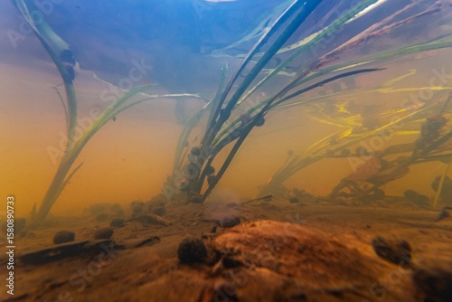 bur-reed marsh plant leaf submersed, ramshorn valve snail shell, fast flow in shallow river Buher, Lityn, surface reflection, poor visibility organic particle silt riverbed, chlorella green algae