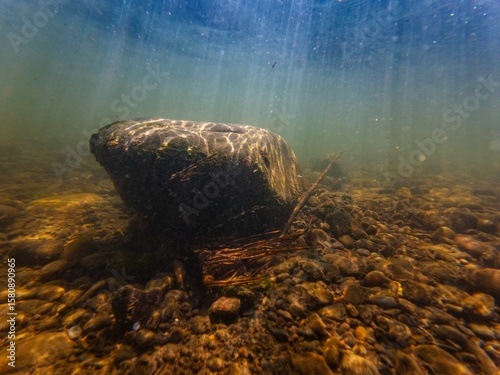 poor visibility fast flow murky water, organic silt sediment pebble boulder substrate, green alga grow on stone, shallow freshwater river Uzh in Uzhhorod, underwater aquascape, surface reflection