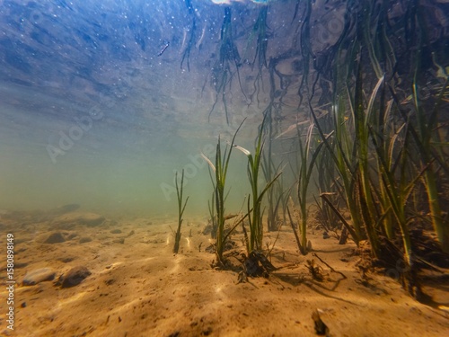 bur-reed or bulrush swamp plant, fast flow low visibility murky water, organic particle mud, mysterious aquascape underwater, silt sediment sand substrate, shallow freshwater river Uzh in Uzhhorod