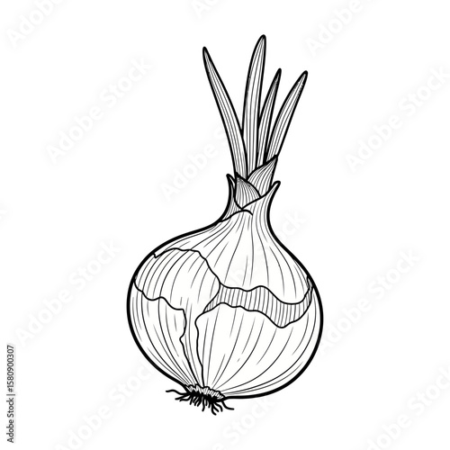 A fresh onion with green shoots isolated on white background, ready to be cooked