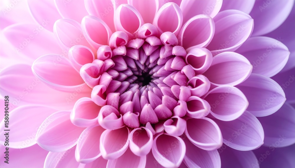 Fototapeta premium Fully Bloomed Pink Chrysanthemum Layers.