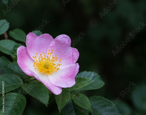 delicate pink flowers of the rose hip