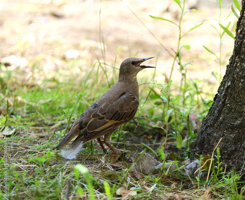 Obraz premium A starling with an open beak is standing on the ground near a tree