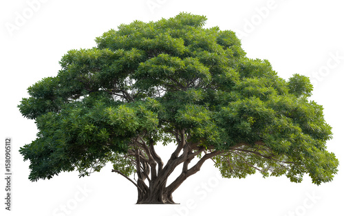 Isolated large banyan tree with dense foliage on transparent background, clean silhouette for landscape architecture plans and sustainable textile printing concepts. 