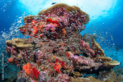 Fototapeta Naklejka Na Ścianę i Meble -  Colorful coral reef with school of glassfish surrounded in crystal clear water. Beautiful landscape underwater of Andaman sea at Similan National Park, Thailand.