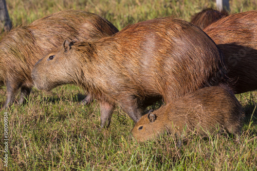 Wallpaper Mural Capybara Torontodigital.ca