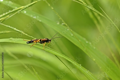 Schlupfwespe im nassen Gras