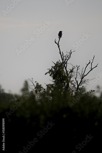 Crow sitting on top of a tree