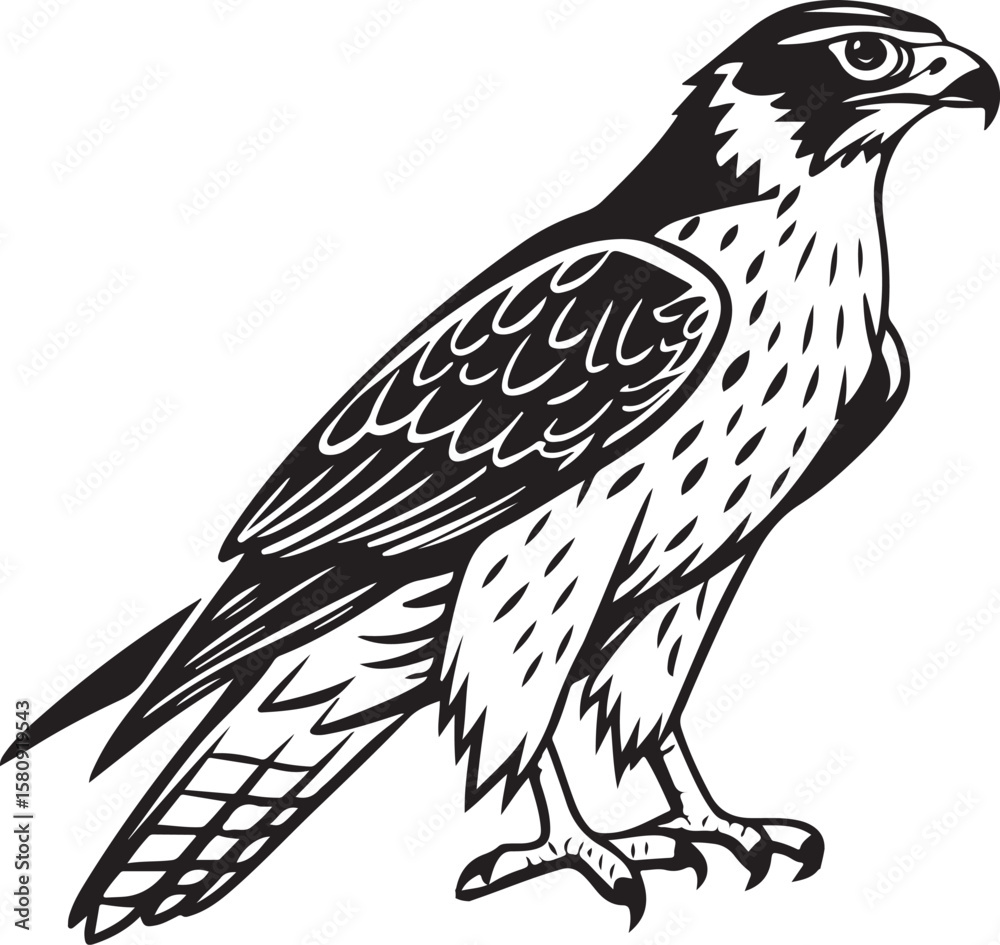 Fototapeta premium Highly detailed drawing of a perched hawk with strong eyes and sharp claws resting on a branch.