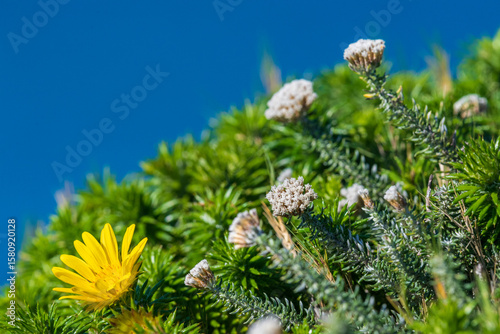 Close-up of flowers near the Cape of Good Hope, South Africa