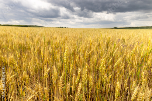 Landscape view of a wheat field against a background of sky with clouds.