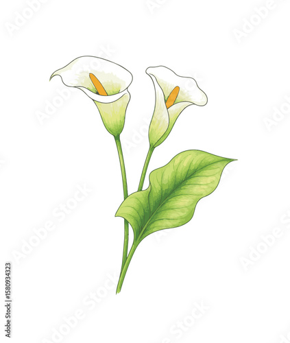 White calla lilies with green leaves calla lily flower