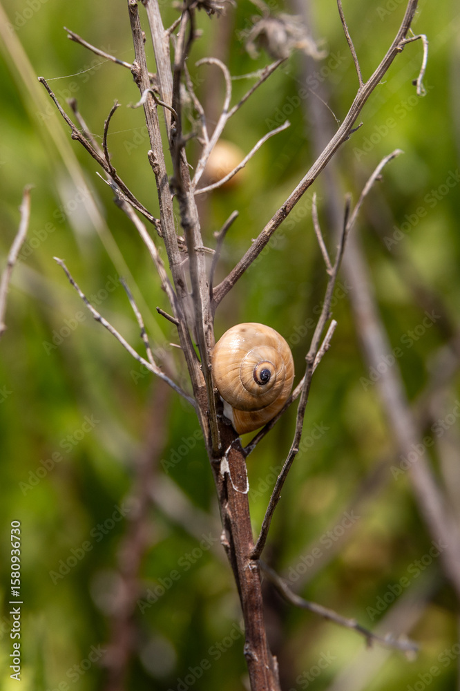 Close up of brown garden snail on dry twig in Mediterranean vegetation, France, Corsica, Ajaccio, 13 June 2025 Close up of brown garden snail on dry twig in Mediterranean vegetation, France, Corsica, Ajaccio, 13 June 2025