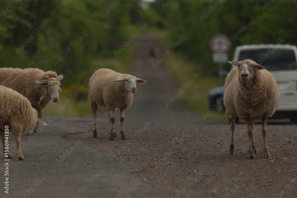 Naklejka premium A small group of sheep is calmly standing on a gravel road in a picturesque rural area, with a vehicle parked nearby, while lush greenery fills the background, creating a serene scene