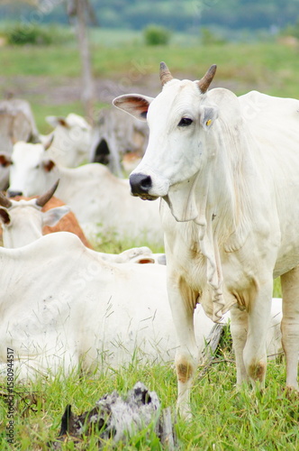 group of young cattle in pasture, some lying down, and one standing