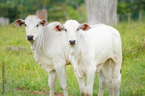 Pair of young bulls in pasture, looking at the camera