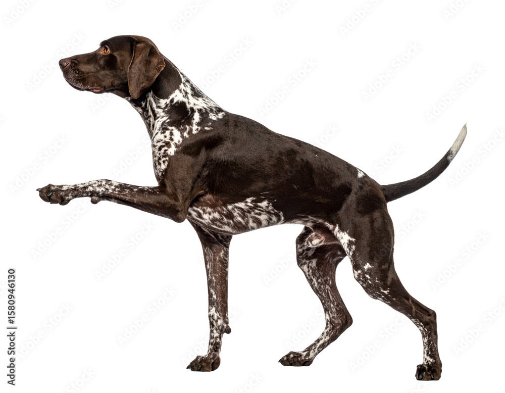 Pointer Dog in Classic Pointing Stance with Raised Paw, isolated on a transparent background. Pointer Dog in Classic Pointing Stance with Raised Paw, isolated on a transparent background.