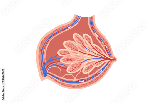 An illustration shows a crosssection of a female breast anatomy