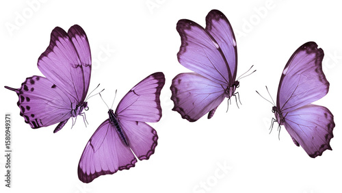 Four Purple Butterflies Grouped Elegant Beauty Isolated Delicate Wings and on transparent background