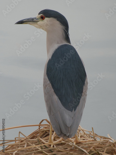 Nature Photography: Black-crowned Night Heron on Nest by Calm Water

