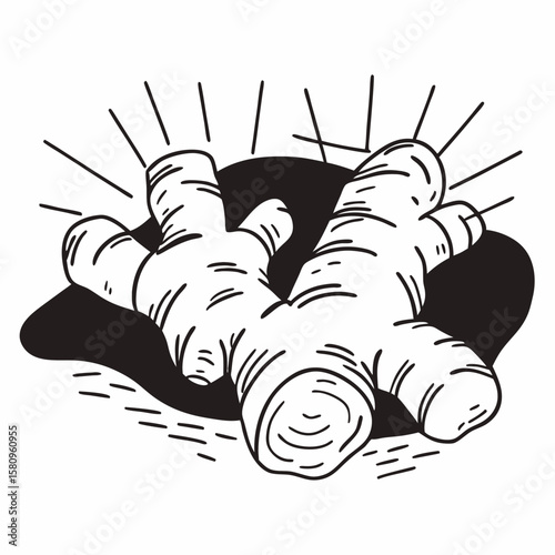 Monochrome Illustration of Fresh Ginger Root with Lines and Shadow