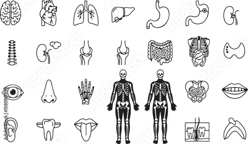 Human anatomy organ and skeletal system icons brain