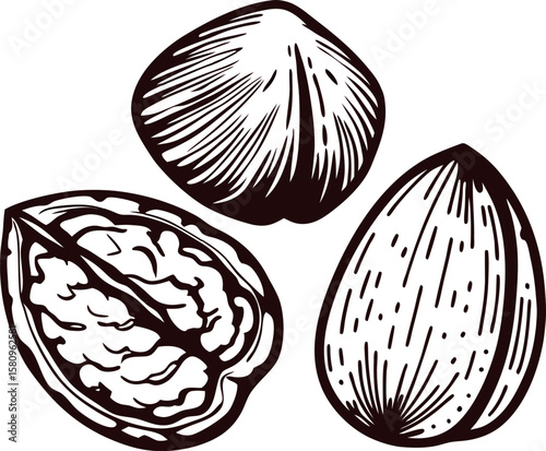 Hand drawn assorted nut set isolated on white vintage engraved walnut almond hazelnut sketch illustration