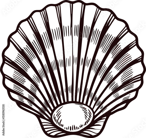 Vintage engraved scallop seashell illustration isolated on white background, detailed aquatic marine mollusk drawing