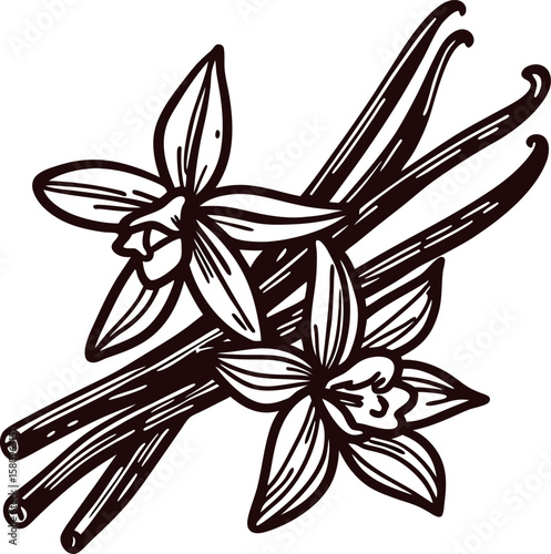 Hand drawn vanilla beans and flowers sketch botanical illustration of vanilla plant pods with detailed engraved