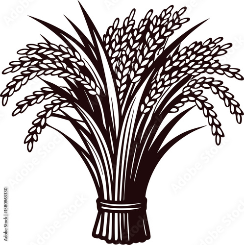 Hand drawn bundle of rice stalks tied together in vintage engraving illustration