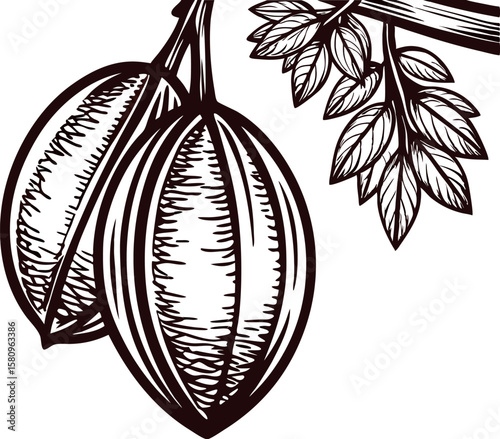 Hand drawn botanical illustration of two hickory nuts with leaves on branch, vintage engraved