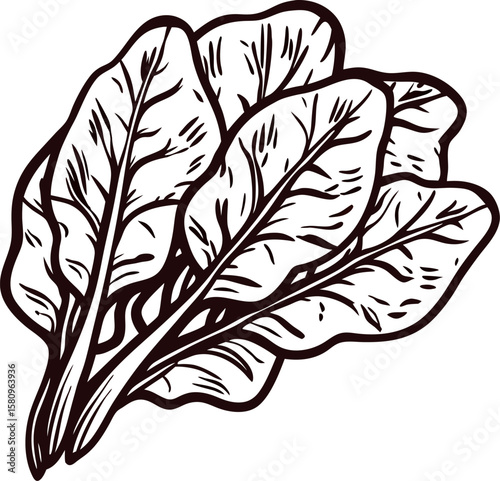 Hand drawn bunch of spinach leaves isolated vintage botanical engraved sketch illustration