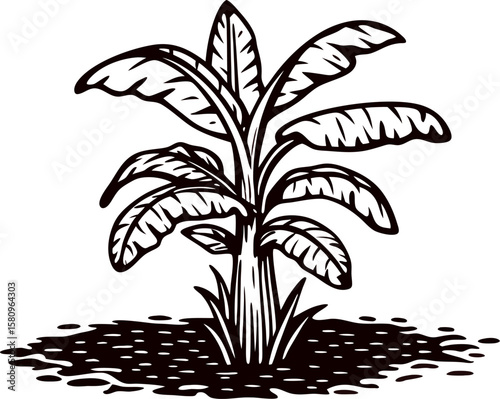 Hand drawn banana tree with broad leaves isolated on white vintage botanical engraving illustration