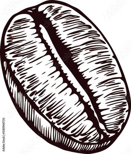 Hand drawn coffee bean isolated on white background in vintage engraving illustration