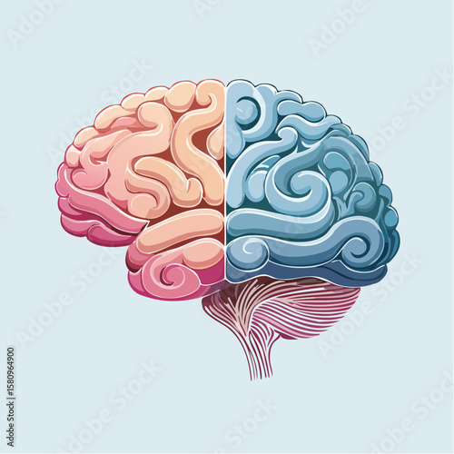 Human brain halves with logical and creative functions illustrated